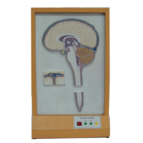 脑脊液循环电动模型 人体模型