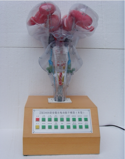 脑水平切脑神经核立体关系电动模型