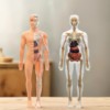 3D Simulated Human Organ Skeleton Model, Medical Anatomy Assembly, Full-Body Torso Structure, Internal Organs, Educational Science Toy
