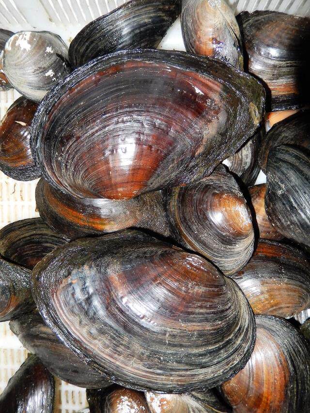 野生食用淡水大河蚌活體無珍珠貝類鮮活野味蚌殼現採現發5斤包郵