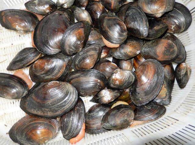 野生食用淡水大河蚌活體無珍珠貝類鮮活野味蚌殼現採現發5斤包郵