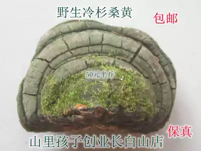 Changbai Mountain Fir Phellinus Umus Ganoderma lucidum Ganoderma lucidum Ganoderma lucidum firewood layer fungus free chop powder