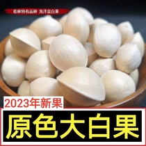 2023 fresh large ginkgo round ginkgo fruit in shell Guilin Haiyang Township old tree raw fruit white nut full kernel