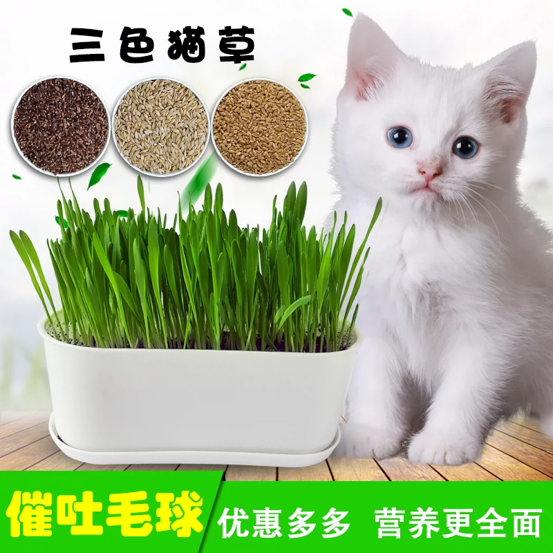 Mèo ăn nhẹ mèo hạt cỏ trồng thủy canh đất lúa mạch hạt lúa mì mèo giúp tiêu hóa tẩy lông làm sạch nguồn cung cấp - Nguồn cung cấp vườn