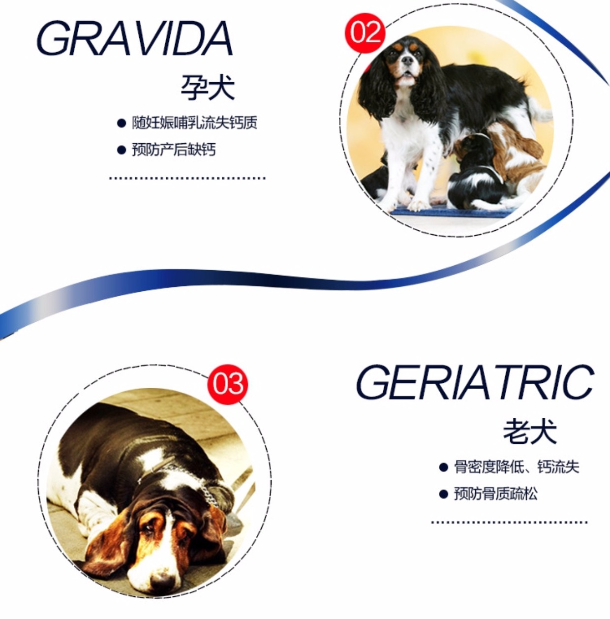 味 núm vú chó mang thai, chó, xương, canxi, gấu bông, mèo vàng, vật nuôi, canxi, 200 viên - Cat / Dog Health bổ sung sữa dành cho mèo con