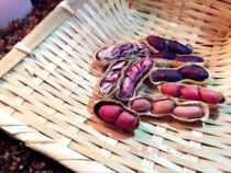 (Tong Tong) Hamster snacks farmhouse black red color three color with Shell Raw peanuts increase immunity 9