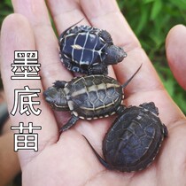 Motoise seedlings Live All Black small turtle living things black belly outer pond Chinese grass turtle seedlings pet water turtle Longevity Turtle