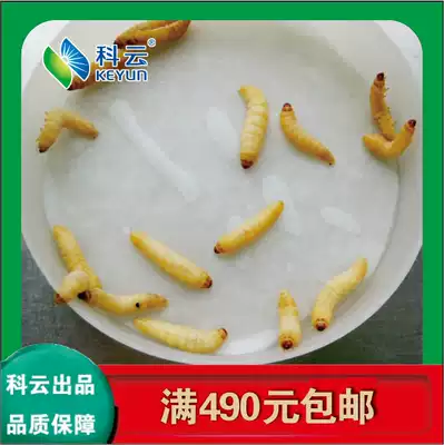 Grape honey worm big wax borer bird reptile ornamental fish feed 100 insect bait spot supply year-round