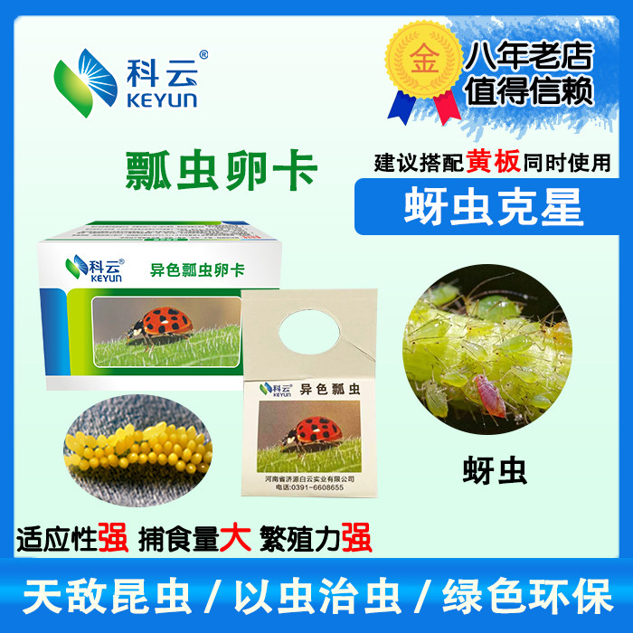 Heterochromatic ladybug eggs Cartian prednisone Insect Biolarvae Living against aphids Garden Vegetable Flowers Multimeat Citrus