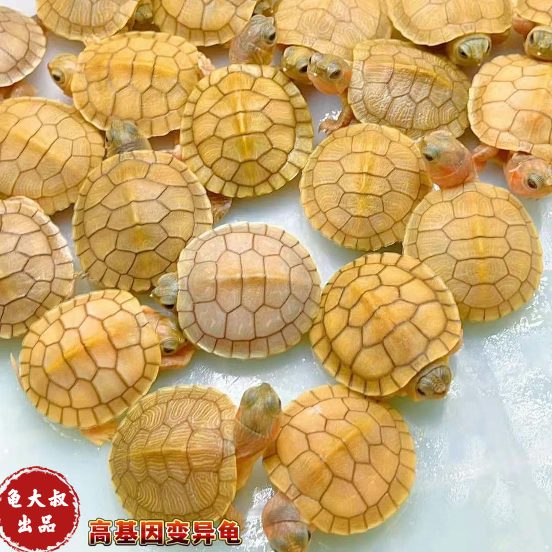 白化巴西龟变异乌龟果冻苗黑巴苗:超萌宠物龟,你家的新宠儿!-龟-淘宝好物网