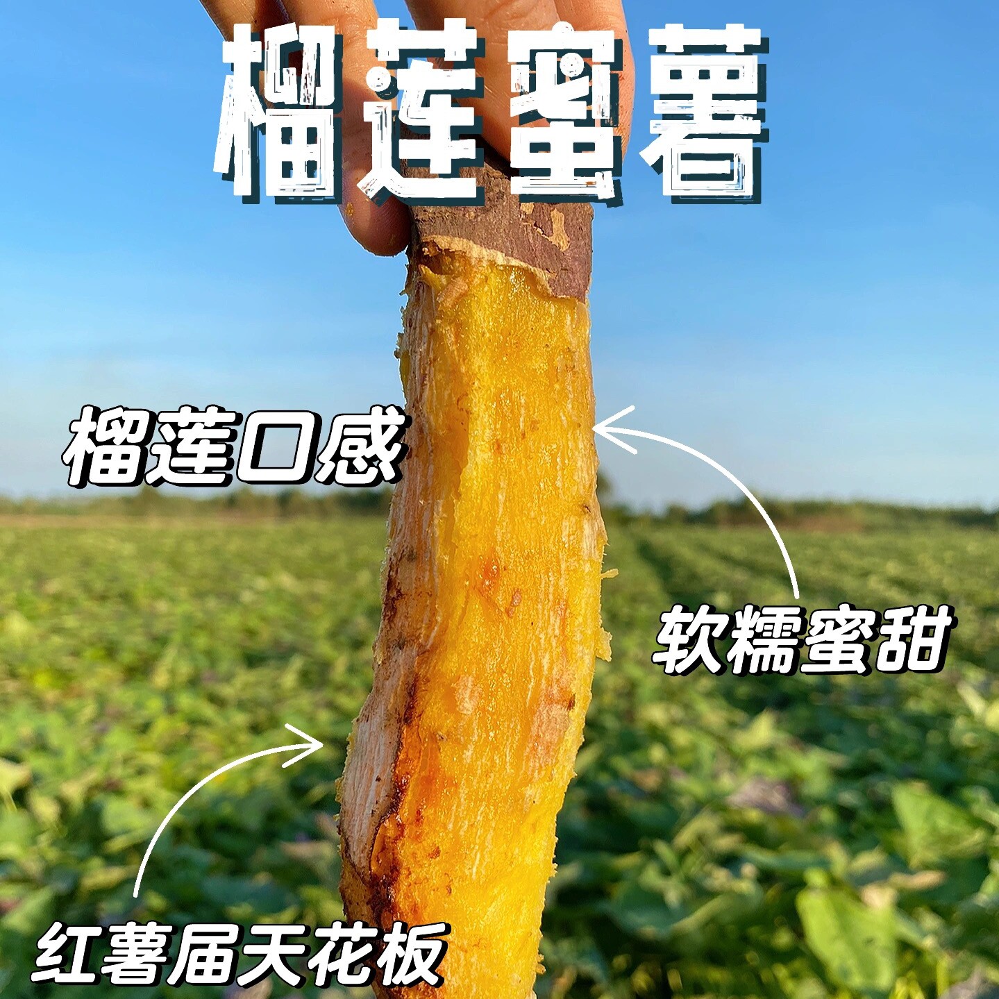 榴莲蜜薯试吃员