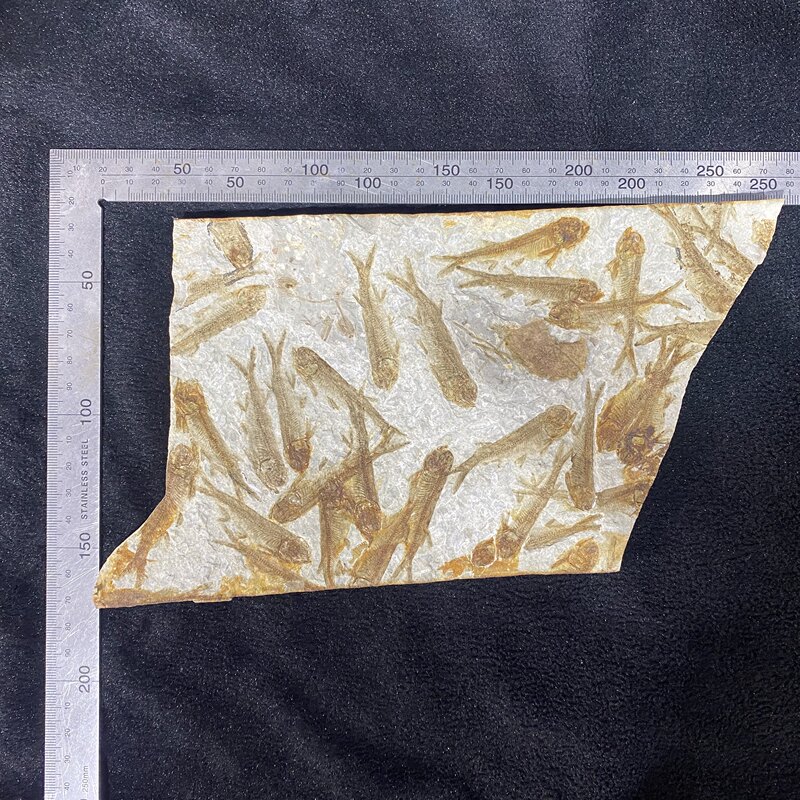 Fossil Fish from Liaoxi. Natural, Unbroken Raw Stone. Fish Fossils, Plant Fossils, Insect Fossils. Fossil Fish from Liaoxi. Natural, Unbroken Raw Stone. Fish Fossils, Plant Fossils, Insect Fossils.
