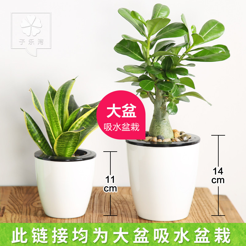 �������辰ɳĮõ��