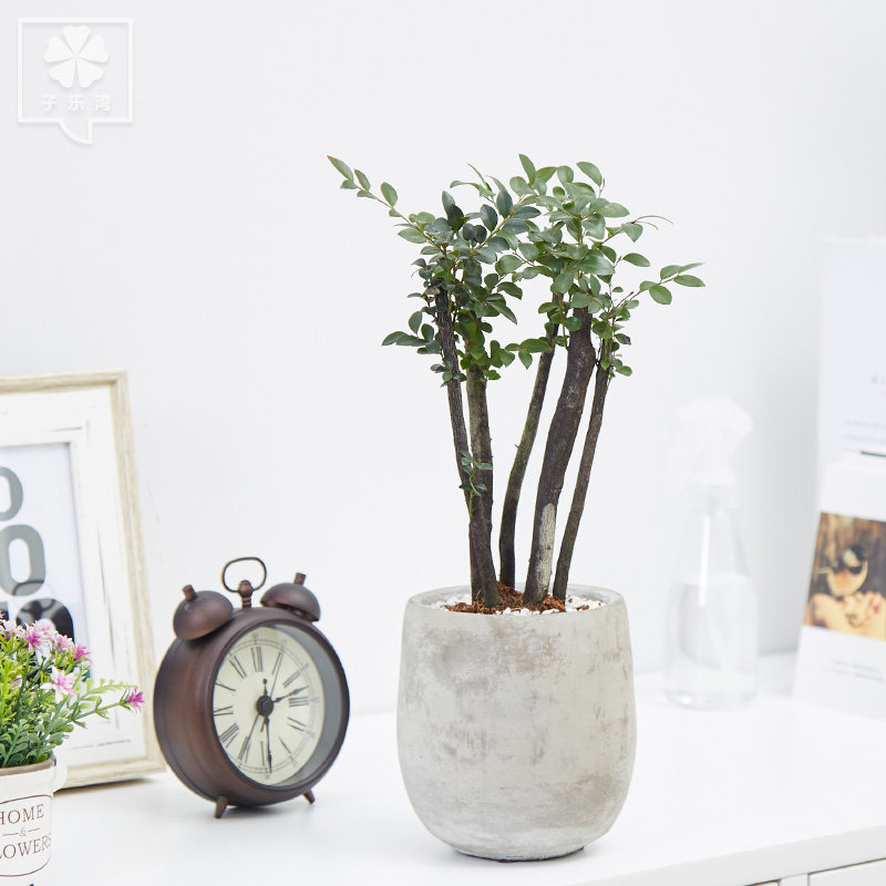 ���������Ժڹǲ�����