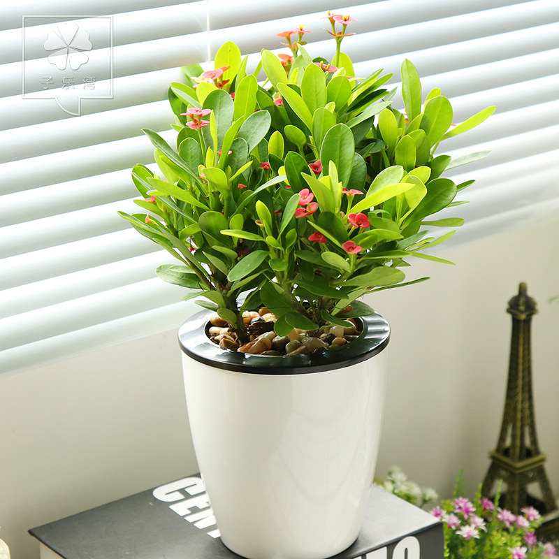 �������辰ɳĮõ��