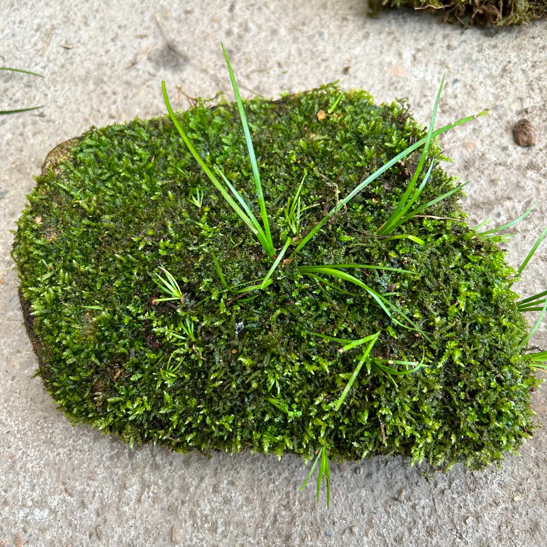 让自然之美融入生活:石菖蒲与龟鱼共生的四季盆景