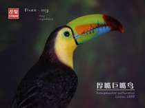 NHCY Nirvana studio thick-mouthed toucan finished spot
