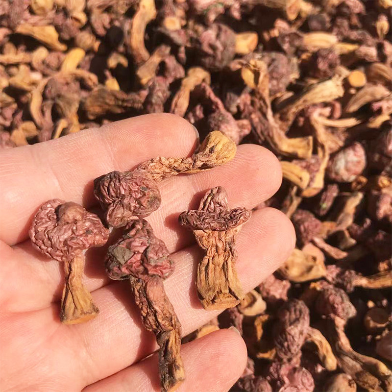 2022 New boutique pine umbrella mushroom Chengde meat mushroom red mushroom wild dry products