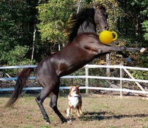 Équestre équitation de balle cheval de balle cheval de balle en cuir maroquinerie de balle de sport