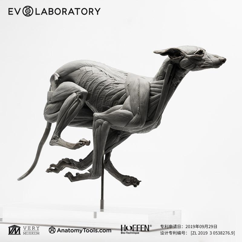 Very Museum Evo Muscle Anatomy Pvc Greyhound Scientific Model Figurine Art Medical Teaching Sculpture Very Museum Evo Muscle Anatomy Pvc Greyhound Scientific Model Figurine Art Medical Teaching Sculpture