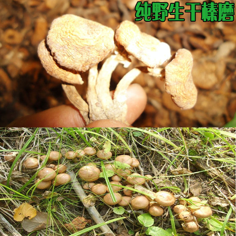 Northeast China's wild hazelnut mushroom Northeastern Dried Cargo Mushrooms Northeast Wild Hazelnut Mushroom 250g 2020 New Hazelnut Grinding