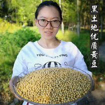 Northeast soybeans farmer soybeans raw bean sprouts stupid soybeans soy milk special Heilongjiang soybeans stupid soybeans