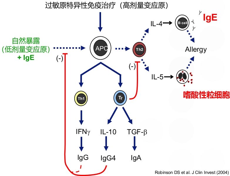 2026年解读：过敏性鼻炎皮下免疫治疗的起效节奏与疗程