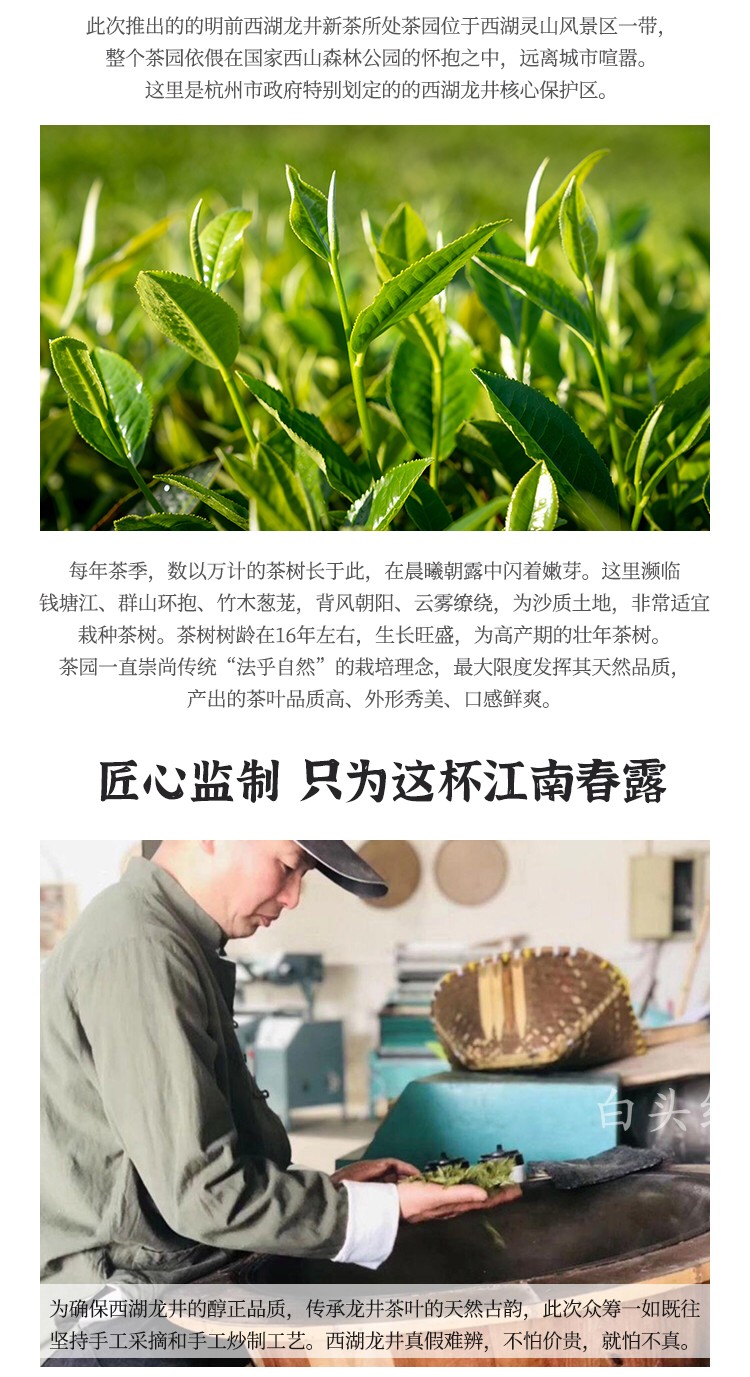 杭州白头红茶叶2022新茶明前西湖龙井茶100g瓷瓶装楼龙肖制茶师亲制详情4