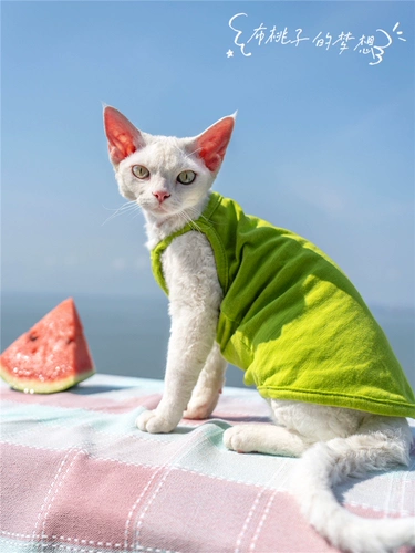 Gingrain Multi -color Tianzhu Cotton Camisole Collection!Безволочная одежда для кошачьего живота с животом с чистым хлопчатым воздухом