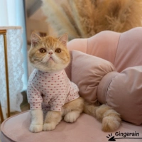 Белый дно порошок