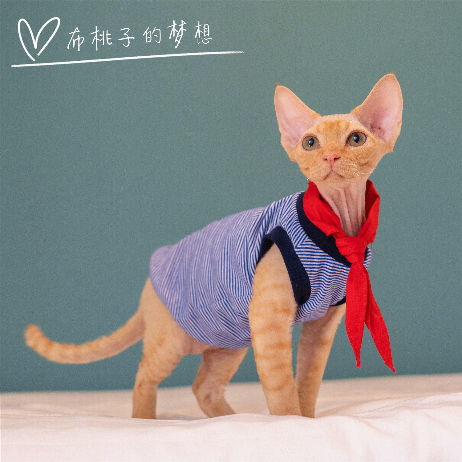 GINGERAIN Devin cat clothes Sphinx hairless cat Konis knitted cotton vest