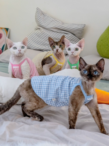 Gingrain Немецкая одежда для кошки безволосы