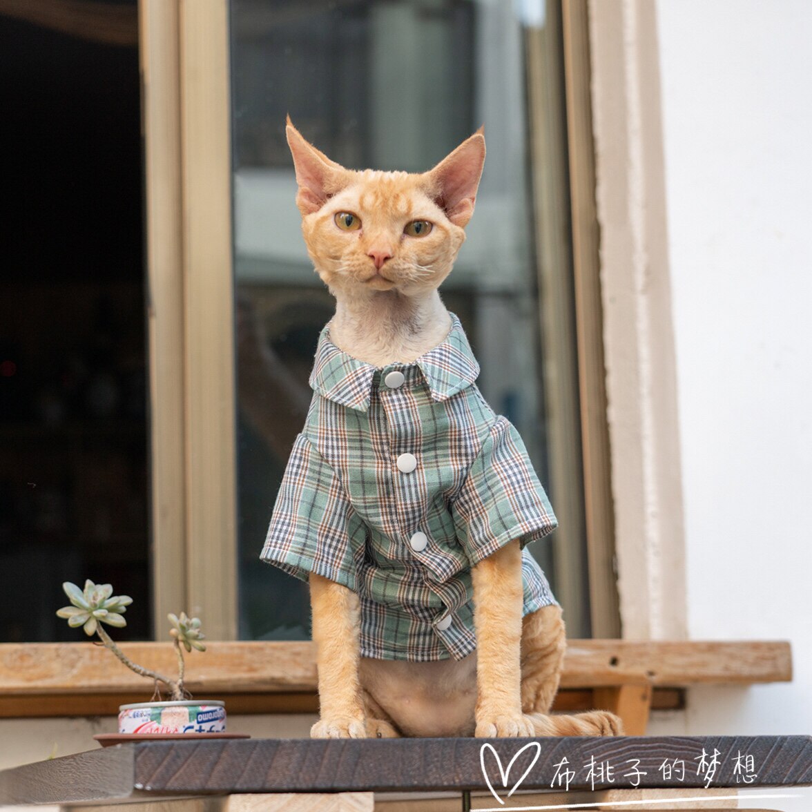 Gingerain custom-made German hairless cat dress Sphinx cotton checked shirt with square collar