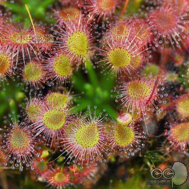 James sundew mini grass small caterpillar fungus hall carnivorous plant potted small flowers winter buds micro-landscape ecological bottle