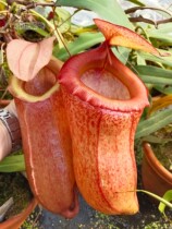 Gourd x Simbua x Melin Nepenthes Small Cordyceps Tangle Herbivorous plant pot Cannibal flower Carnivorous Cordyceps