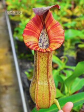 насекомоядное растение 小虫草堂直播04匙叶x博世猪笼草食虫植物盆栽食人花绿植稀有