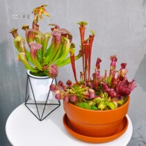 Bottle grass mixed solid seedling Small cordyceps hall Large rare insect-eating plant pot insect-eating hybrid combination package