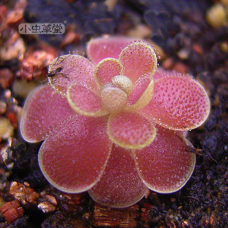 Flori Capture Pansy Meadow Eats Small Black Florida Florida Florida Florida Florida Florida