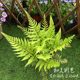 Rainbow Fern Viviparous Dog Ridge Fern Red Cap Scale Fern Perennial Fern Hardy Fern Flower Mirror Plant