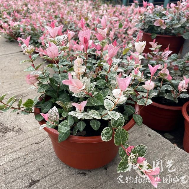 Flower leaf stone potted color leaf stone color changeable heat-resistant, sun-resistant, cold-resistant and hard-wearing