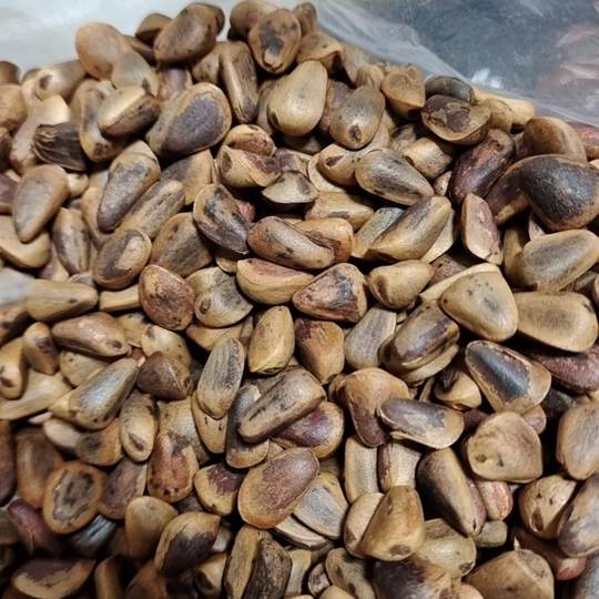 2024 New Pine Nuts Fried Open Pine Nuts Large Particle Open Pine Nuts Original Bulk Weighing and Packaging Bag