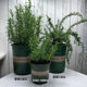 Rosemary potted indoor herb plant balcony courtyard green plant flower explosive pot four seasons potted plant