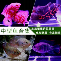 Rohan Map Ornamental Fish Large Black And White Map Tropical Fish Ruby Sapphire Living Crown Freshwater Fish