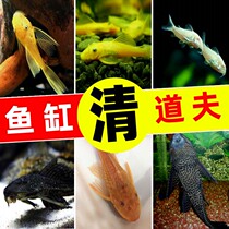Scavenger living ornamental fish tools fish garbage fish bottom-dwelling fish rat fish big sail beard fish cleaner alien fish