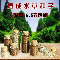Aquatic grass seed living aquarium landscape mini size pair leaf cow hair grass aquarium foreground grass quick lawn seed