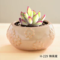 H-229+Jin Huangxing