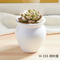 H-155+Lotus Leaf Lotus (Moe New рекомендуется)