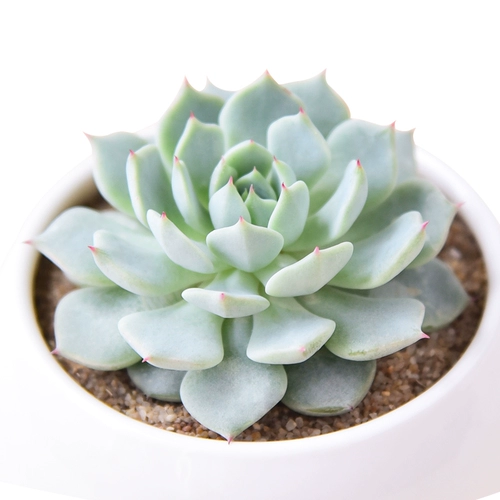 Красное когтя сочные растения Оптовое мясо мясной дуду из горшки из горшки зеленое растение Цветочное мясо и мясо Внутреннее растение Сочное