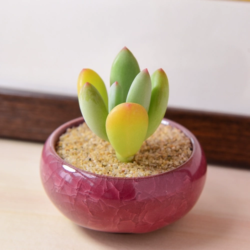 Красная красавица Многоцелевая растение оптовая комбинированная горшка из горшка из мясо