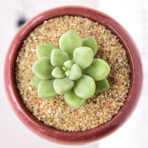 Maruye ji Qiuli Моральное растение Оптовое мясо мясное мясной